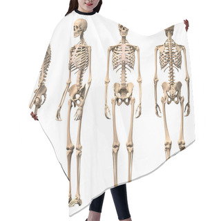 Personality  Male Human Skeleton, Four Views, Front, Back,side And Perspectiv Hair Cutting Cape