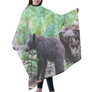 Personality  Bear In Sequoia National Park, California Hair Cutting Cape