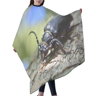 Personality  Black Beetle Woodcutter-tanner Crawling On Tree Bark Hair Cutting Cape