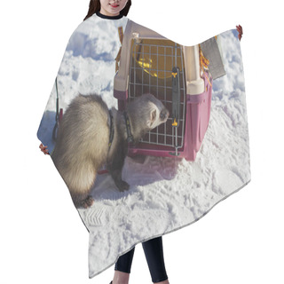 Personality  The Ferret Is Standing Next To His Cage Hair Cutting Cape