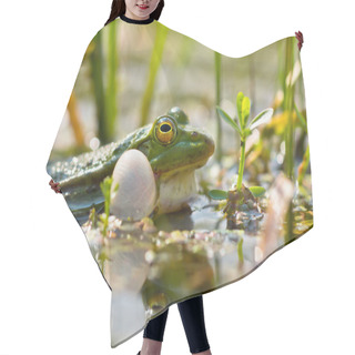 Personality  Closeup Of Male Edible Frog Hair Cutting Cape