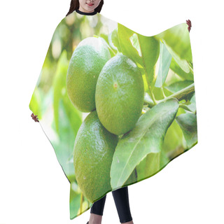 Personality  Lemon Or Organic Lime Tree In Thailand, With Three Limes On Branch Hair Cutting Cape