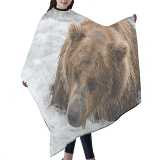 Personality  Alaskan Brown Bear Looking For Salmon Hair Cutting Cape