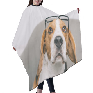Personality  Cute Beagle Dog Wearing Glasses Isolated On Grey Hair Cutting Cape