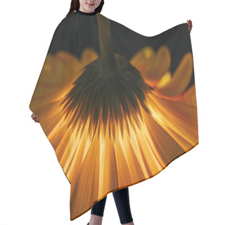 Personality  Beautiful Gerbera Flower Isolated On Black Hair Cutting Cape