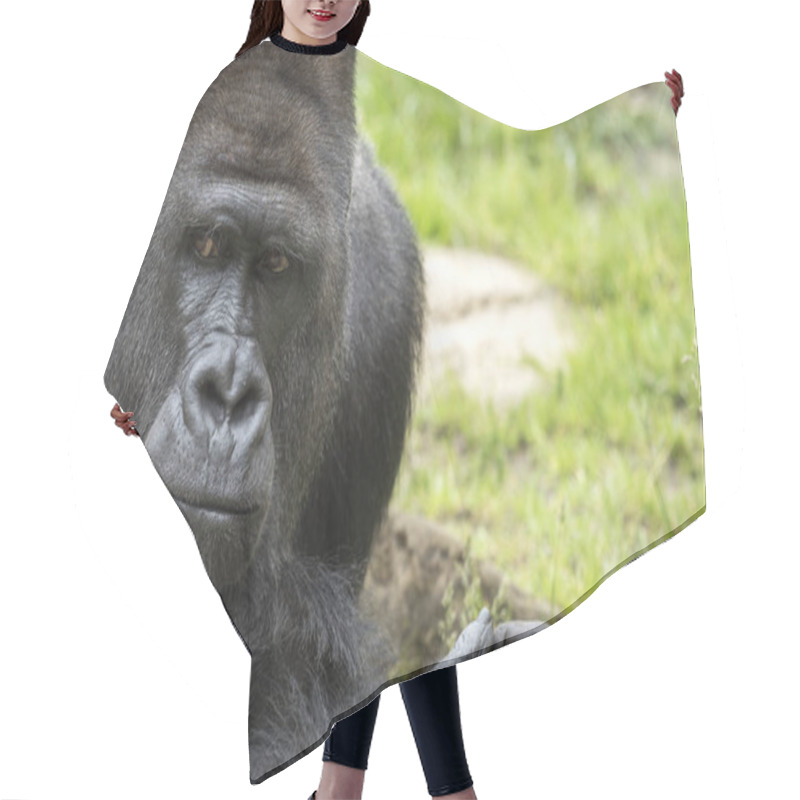 Personality  Gorilla Animal, Ape Monkey, Tropical Flora And Fauna Hair Cutting Cape