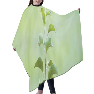 Personality  Young Green Seedling Growing On Blurred Background, Ecology Concept, Banner Hair Cutting Cape