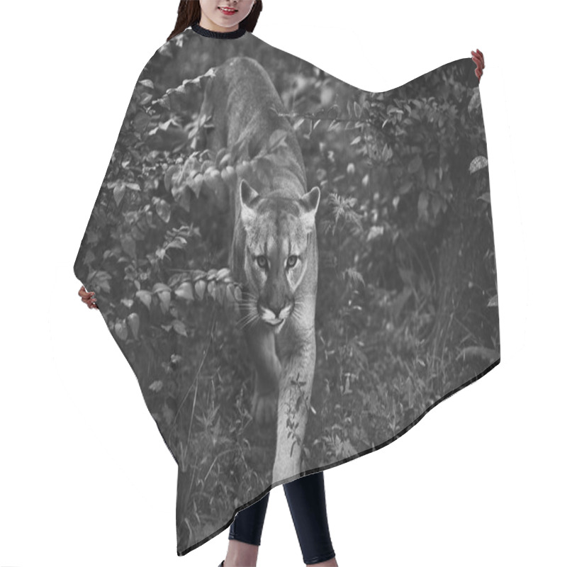 Personality  Portrait Of Beautiful Puma. Cougar, Mountain Lion, Puma, Panther, Striking Pose, Scene In The Woods, Wildlife America Hair Cutting Cape