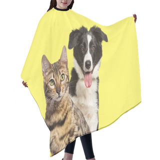 Personality  Brown Bengal Cat And A Border Collie Dog Panting With Happy Expression Together On Yellow Background, Looking At The Camera Hair Cutting Cape