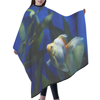 Personality  Goldfish Swimming Under Water In Aquarium With Green Plant Hair Cutting Cape