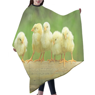 Personality  Five Chicks Are Perching On Bamboo Stem Hair Cutting Cape