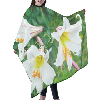 Personality  Lilium Regale A White Spring Summer Flower Plant Commonly Known As King's Lily Royal Lily Or Regal Lily, Stock Photo Image Hair Cutting Cape