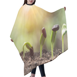 Personality  Seed Root On Soil With Morning Light Begining Concept Hair Cutting Cape