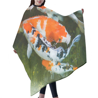 Personality  Colorful Fish Or Fancy Carp, Freshwater Fish Of The Carp, Fancy Carp Or Koi Fish Swimming At Pond In The Garden Hair Cutting Cape