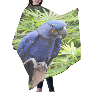 Personality  Blue Hyacinth Macaw Hair Cutting Cape