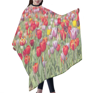 Personality  Colorful Dutch Tulips Hair Cutting Cape