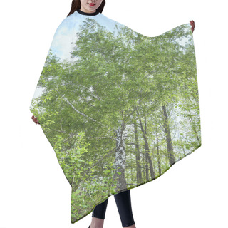 Personality  Low Angle View Of Green Forest Trees On Blue Sky Background Hair Cutting Cape