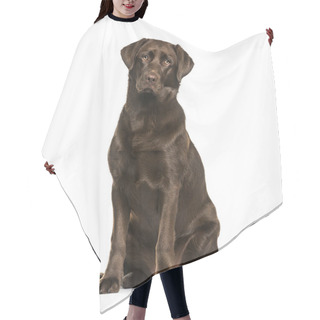 Personality  Labrador Retriever Dog, 8 Months Old, Sitting Against White Background Hair Cutting Cape