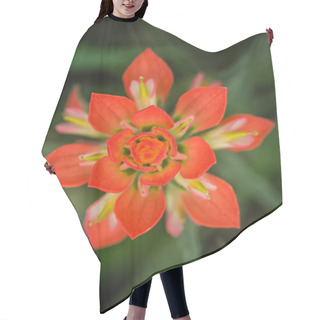 Personality  Closeup Of Indian Paintbrush Wildflower Hair Cutting Cape