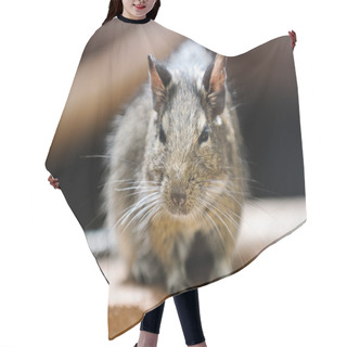 Personality  Rodent Hair Cutting Cape