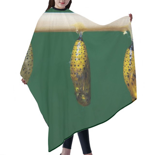 Personality  Butterfly Pupa Hanging. Hair Cutting Cape