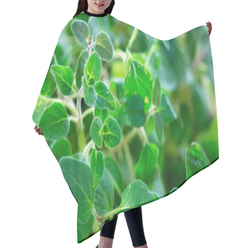 Personality  Fresh Oregano Herb  Hair Cutting Cape