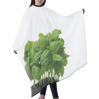 Personality  Fresh Green Basil Growing In Flowerpot Isolated On White Hair Cutting Cape