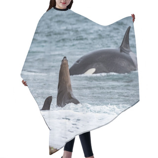 Personality  Orca Attack A Seal On The Beach Hair Cutting Cape