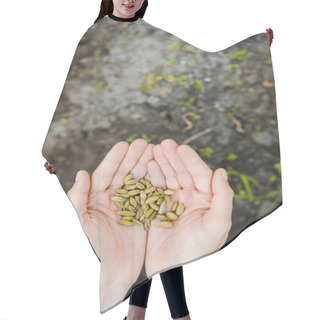 Personality  Cropped Image Of Farmer Holding Cardamom Seeds In Hands In Field At Farm Hair Cutting Cape
