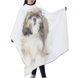Personality  Colored Shih Txu Puppy Isolated On White - Staring Hair Cutting Cape