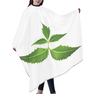 Personality  Azadirachta Indica  A Branch Of Neem Tree Leaves Isolated On White Background. Natural Medicine. Hair Cutting Cape