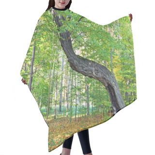 Personality  Old Crooked Tree In The Forest Hair Cutting Cape