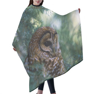 Personality  Mexican Spotted Owl In Tree Hair Cutting Cape