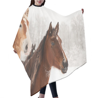 Personality  Frosty Horses Alerted To Something In The Distance Hair Cutting Cape