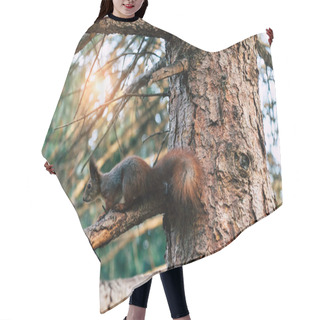 Personality  Squirrel Hair Cutting Cape