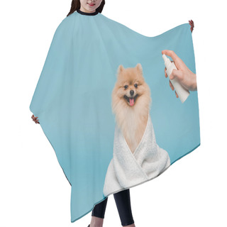 Personality  Cropped View Of Groomer With Spray Bottle Near Pomeranian Spitz Dog Wrapped In Towel On Blue Hair Cutting Cape