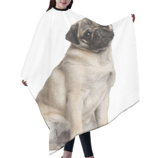 Personality  Pug, 8 Months Old, Sitting In Front Of White Background Hair Cutting Cape