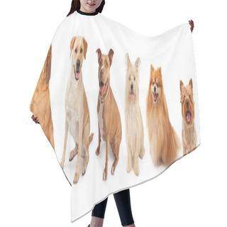 Personality  Group Of Dogs From Large To Small Hair Cutting Cape