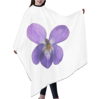 Personality  Beautiful Wood Violet On White Background. Spring Flower Hair Cutting Cape