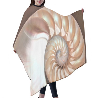 Personality  Nautilus Shell Fibonacci Symmetry Cross Section Spiral Structure Growth Golden Ratio (nautilus Pompilius) Seashell Swirl Pompilius Copy Space Stock, Photo, Photograph, Image, Picture, Hair Cutting Cape