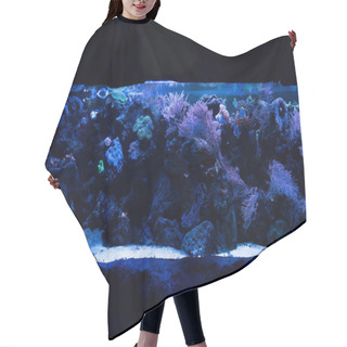Personality  Fishes Swimming Under Water Among Corals In Aquarium With Blue Lighting Hair Cutting Cape