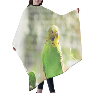 Personality  Budgerigar. Parrot Near The Window Hair Cutting Cape
