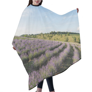 Personality  Field With Blossoming Lavender Under Blue Sky In Farmland Hair Cutting Cape