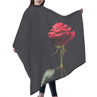 Personality  Close Up View Of Beautiful Red Rose Isolated On Black Hair Cutting Cape