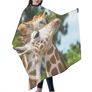 Personality  Adult Giraffes Grooming Each Other Hair Cutting Cape