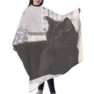 Personality  Short-haired Black Cat Lying At Home, Bombay Cat Hair Cutting Cape