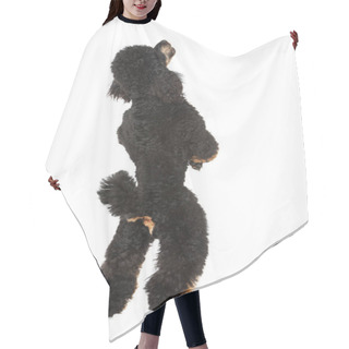Personality  Poodle Standing On Hind Legs Isolated On White Background Hair Cutting Cape