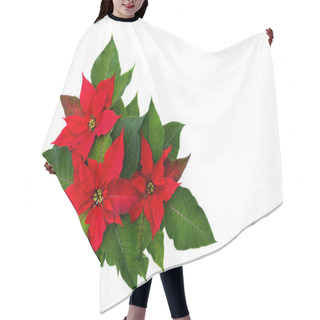 Personality  Flowers Of Red Poinsettia (Euphorbia Pulcherrima) With Space For Text On White Background. Flat Lay, Top View Hair Cutting Cape