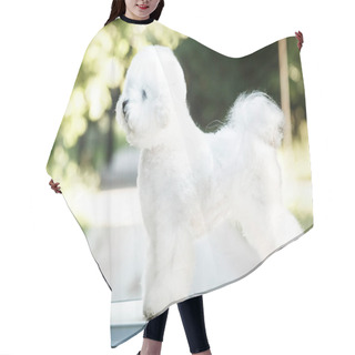 Personality  Bichon Frize On Nature Background Hair Cutting Cape