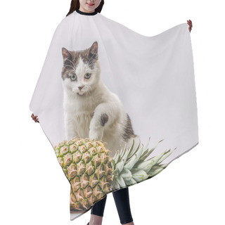 Personality  Little Kitty With Black And White Fur And Green Eyes With Pineapple Hair Cutting Cape